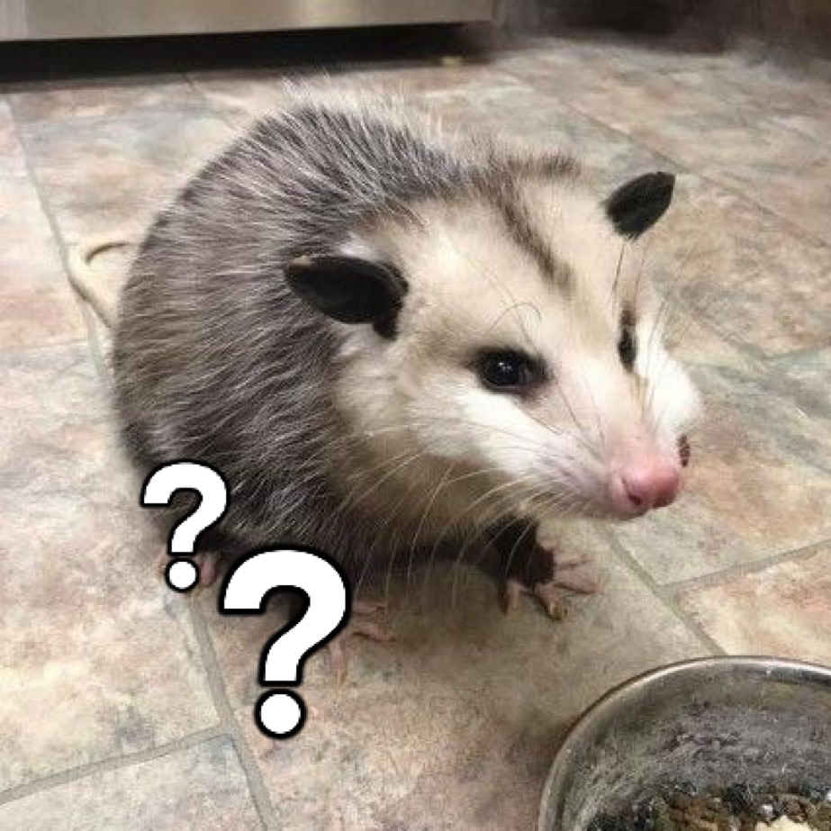 Opossum Question